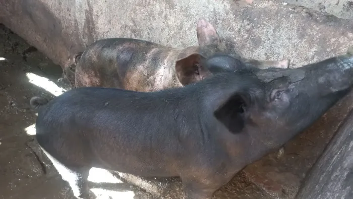 Porco-Javali. Para Mais informações entre em contato *