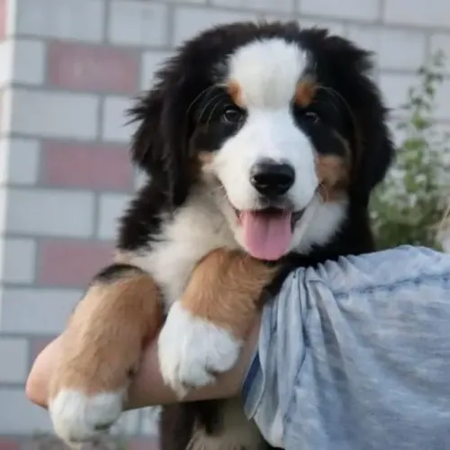 Filhotes de Bernese | Seu coração vai se apaixonar.