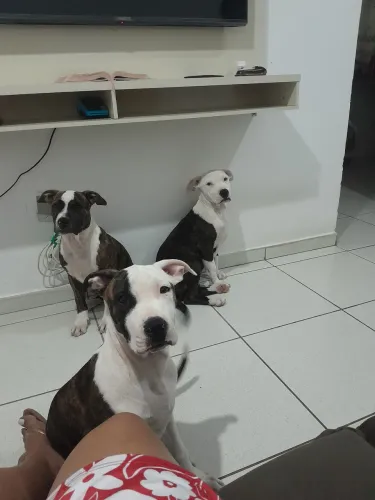 Pitbull 