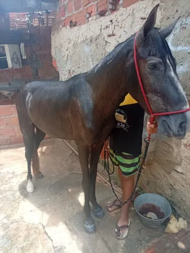 Cavalo pra vender