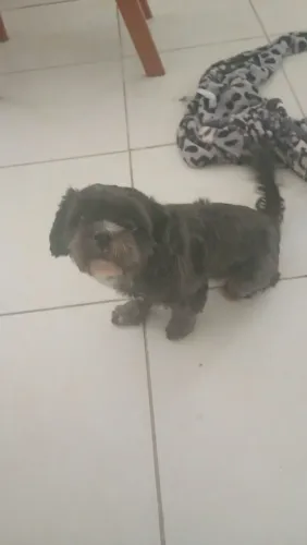 Cachorro stizu