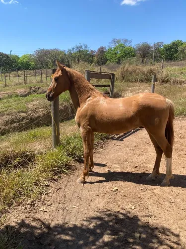 Vendo Potro Mangalarga Marchador