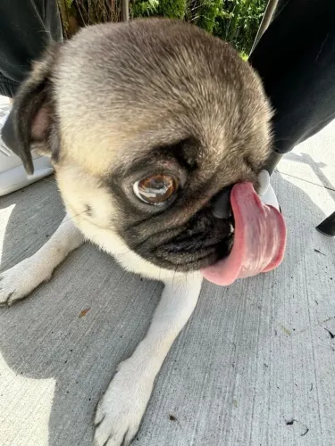 Pug Cachorrinho com aquele diferencial que chama atenção