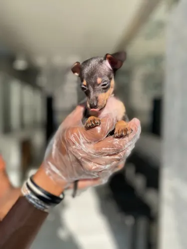 Um pequeno coração esperando por você - Pinscher Miniatura