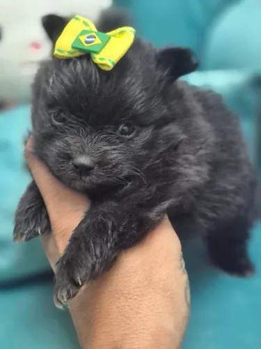 Lulu Fêmea