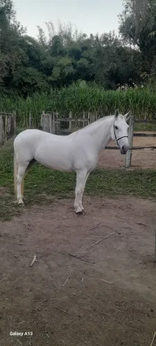 Égua Mangalarga Marchador 