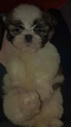 Shih Tzu