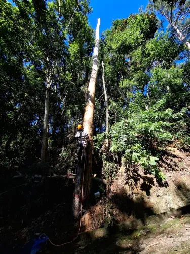 Ajudante de Arborista