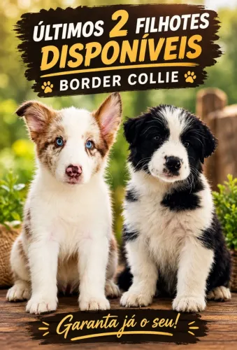 Border Collie