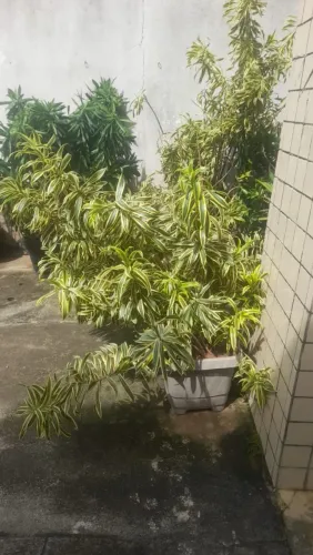 Duas plantas dracenas com jarros 50 a unidade