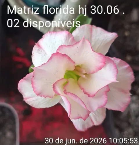 Rosa do deserto 