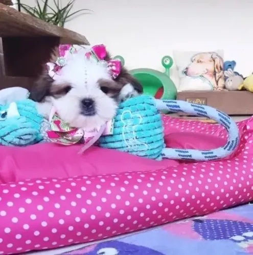 Shihtzu perfeitos fofuras para alegrar sua vida shitzu