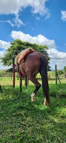VENDO EGUA MARCHADEIRA