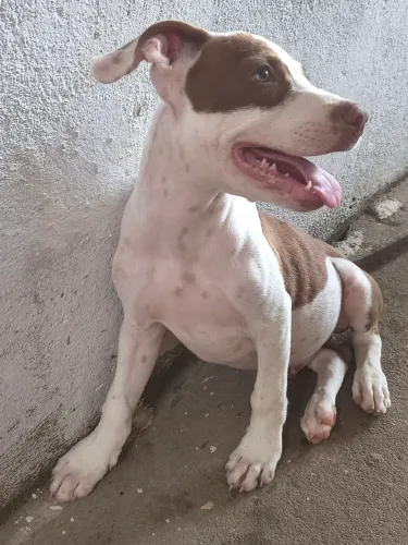 Vende-se um pitbull macho