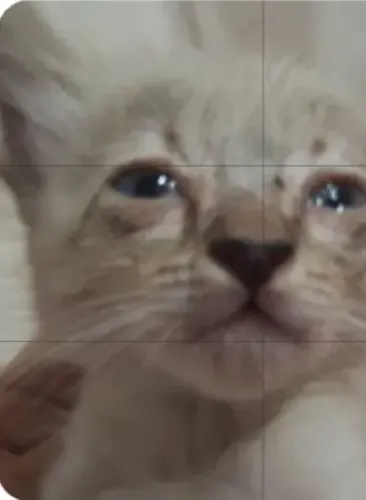 Doação de lindo gatinho ?