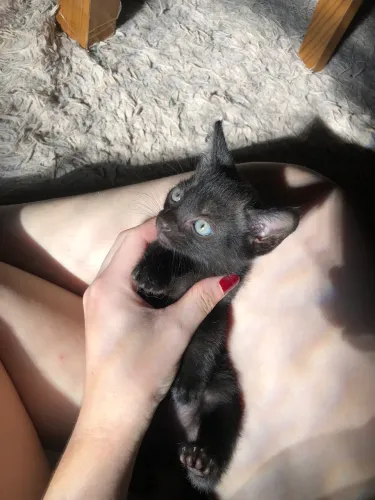 Gatos para doação
