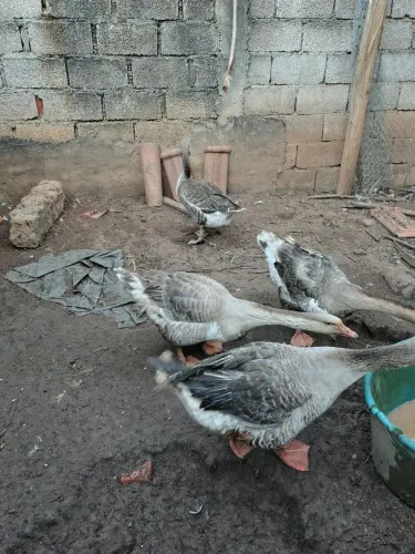 Casal de gansos