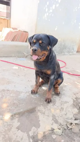 Filhote fêmea de Rottweiler com pedigree CBKC