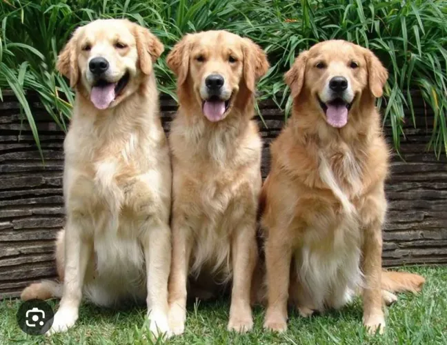 Cachorros adultos são 3 disponível a venda Golden 