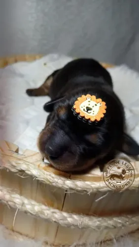 FILHOTE DE DACHSHUND/SALSICHINHA/TECKEL/BASSET