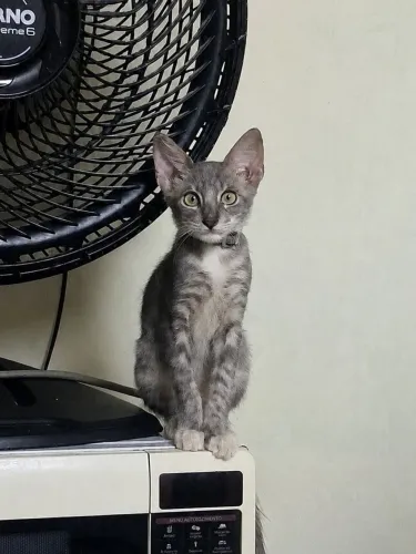 Adoção Responsavel gatinho