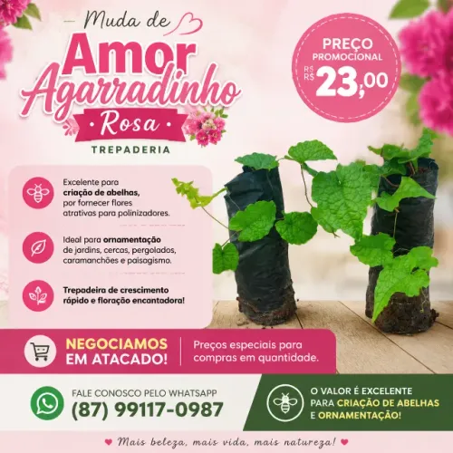 Muda De Amor Agarradinho Rosa - Trepadeira