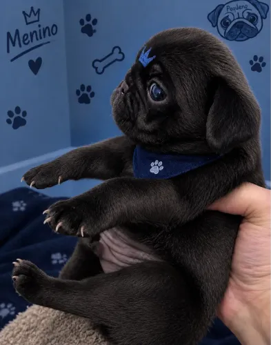 Lindos filhotes pugs cores comuns e raras