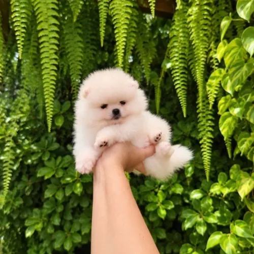 Parece de Pelúcia,  mas não é!! Lulu da Pomerânia 
