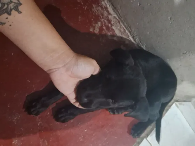 Doação desse cachorro filhote macho 4 meses