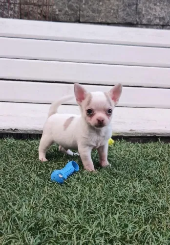 Chihuahua