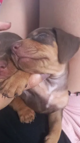 O Dachshund chocolate (conhecido como "salsicha" ou "teckel")