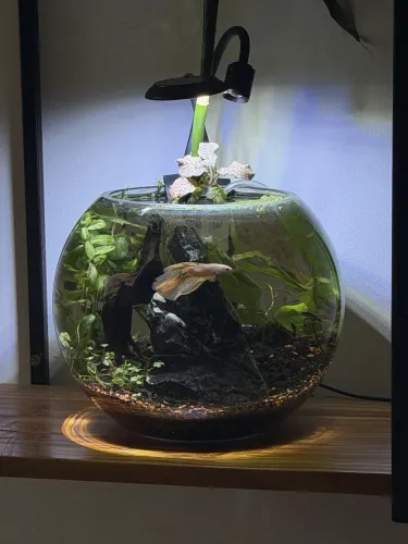 aquario bola