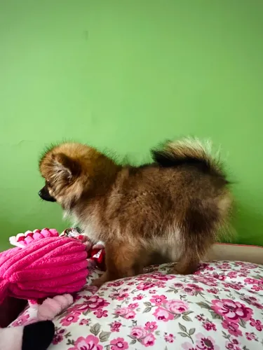 Fêmea de Spitz alemão 