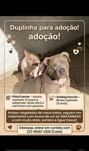 Doação de cachorro 