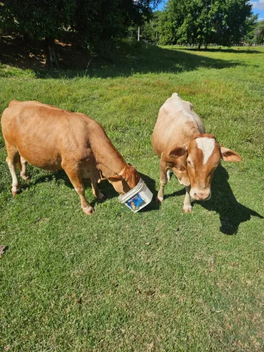 Casal de mini vaca