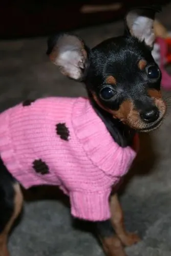 Pinscher fêmea 54 dias 