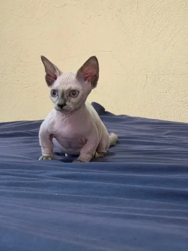 Sphynx bambina fêmea