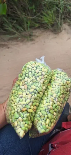 Feijão Verde
