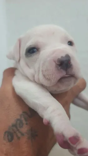 American bully