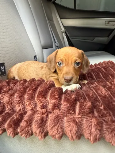 Basset fêmea e macho em 10x no cartão