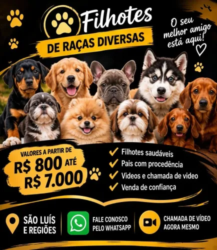 PUG - YORKSHIRE - MALTÊS - SPITZ ALEMÃO ANÃO