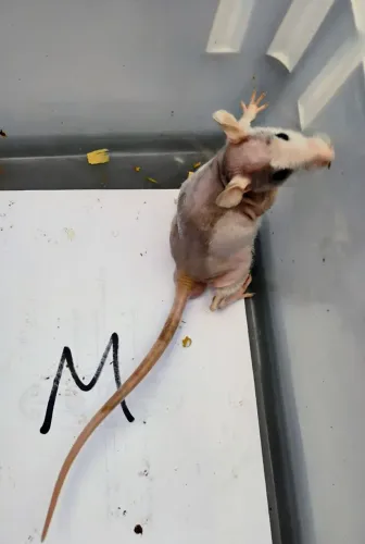 Twister / Mercol / Hairless