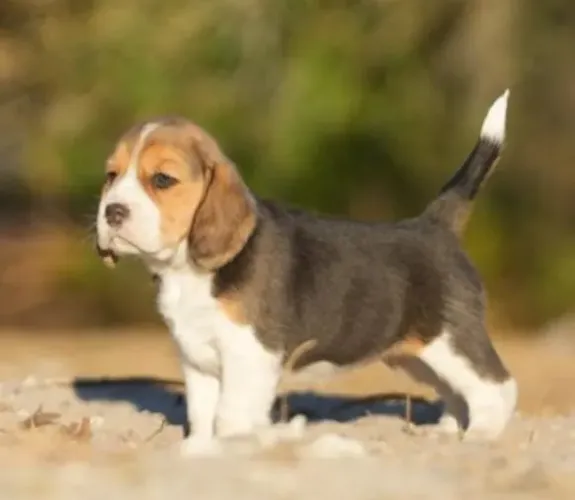 Beagle Mini Filhotes Tricolores Imperdíveis.