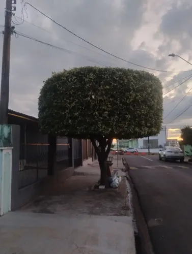 Jardineiro 