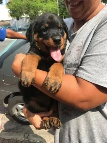 Seu Rottweiler dos sonhos está aqui ? parcelamos em até 12x sem juros