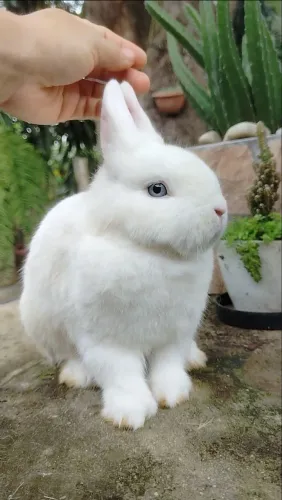 Coelho Netherland Dwarf Macho BEW