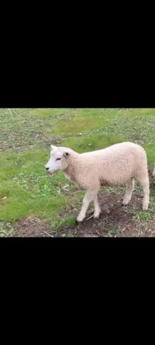 Barbada