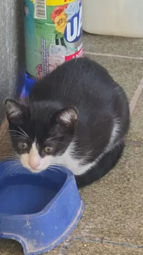 Gato para adoção 