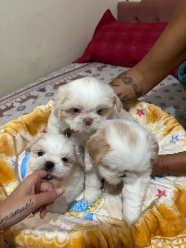 Shih tzu legítimo de olhos claros, machos