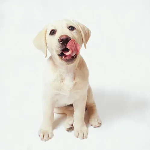 Filhote de Labrador O Companheiro Que Nunca Deixa a Alegria Acabar